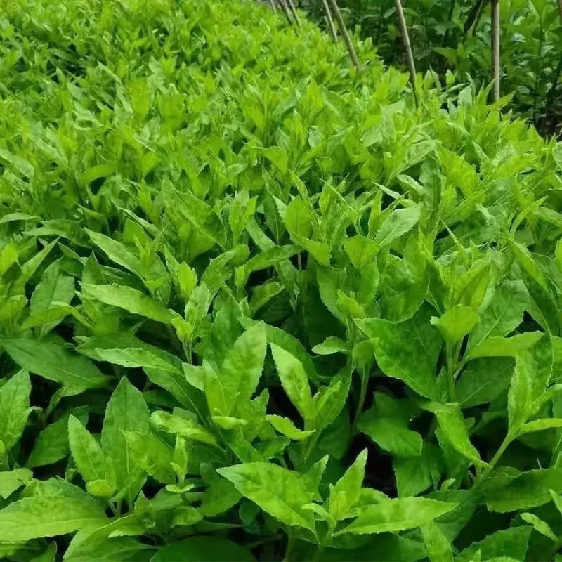 明月草富贵菜白凤菜鸡毛菜鲜叶