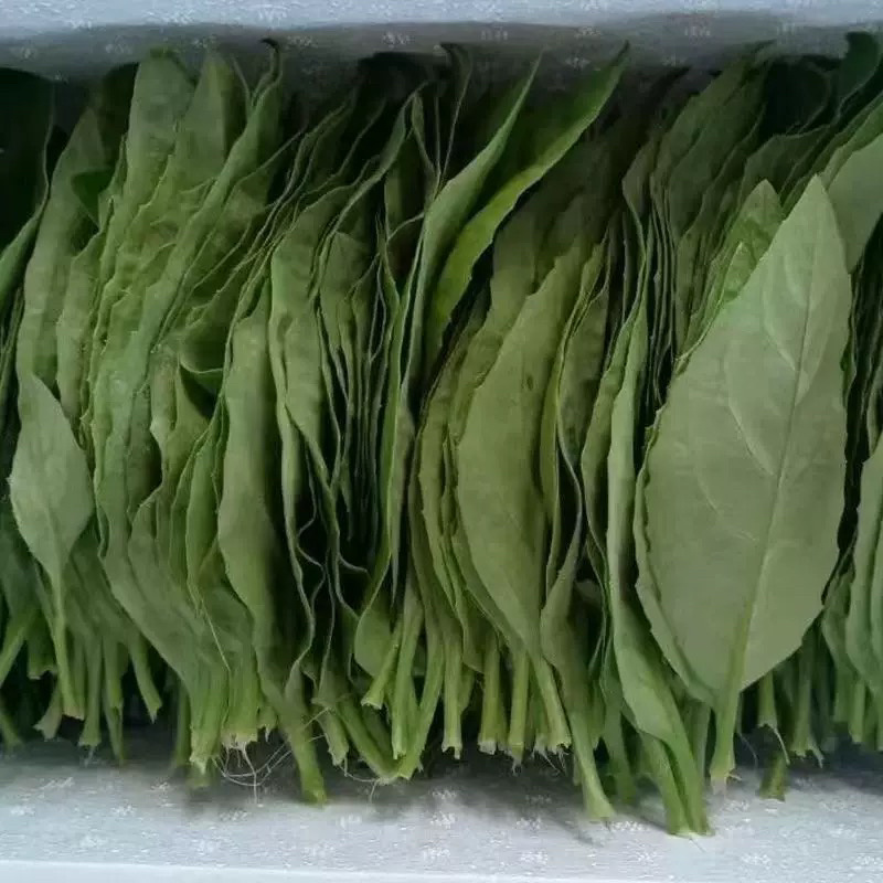 明月草富贵菜白凤菜鸡毛菜鲜叶