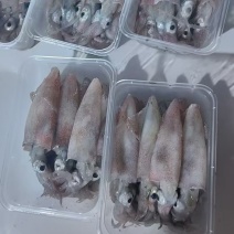 船冻鱿鱼打捞上来分拣直接速冻，口感好，不缩水