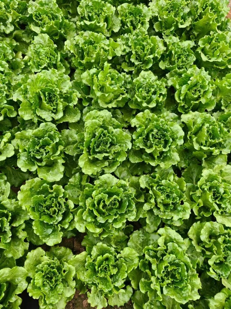【热销中】生菜意大利生菜量大从优欢迎联系
