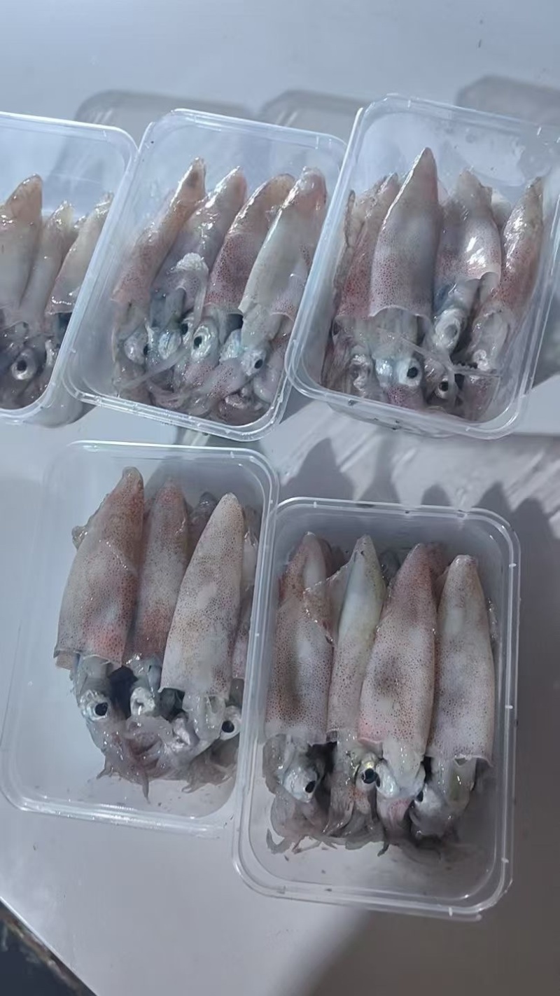 船冻鱿鱼打捞上来分拣直接速冻，口感好，不缩水