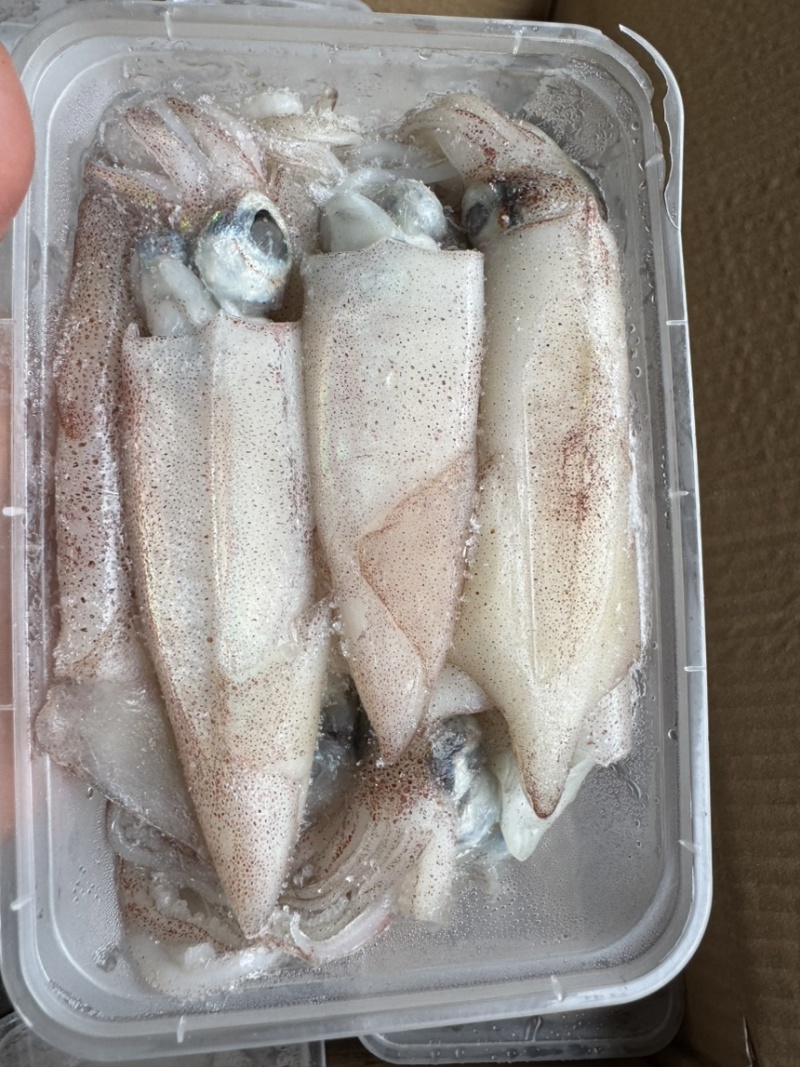 船冻鱿鱼打捞上来分拣直接速冻，口感好，不缩水