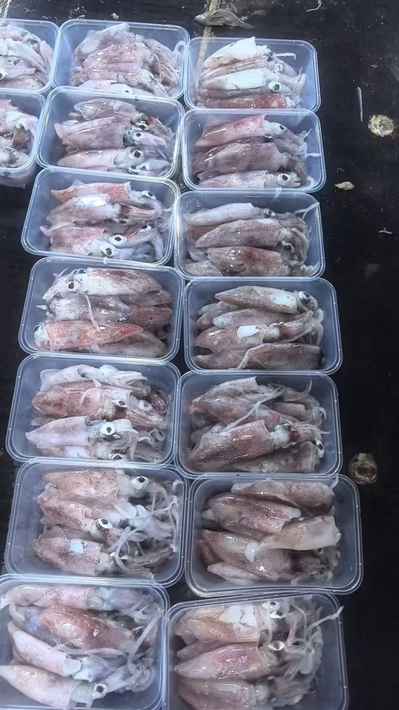 船冻鱿鱼打捞上来分拣直接速冻，口感好，不缩水