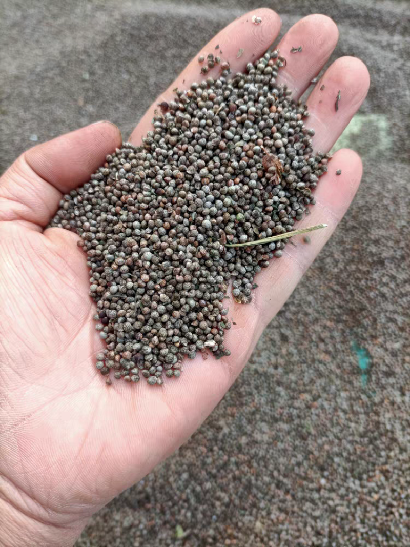 中药材紫苏子苏子紫苏籽干净无杂质量大从优