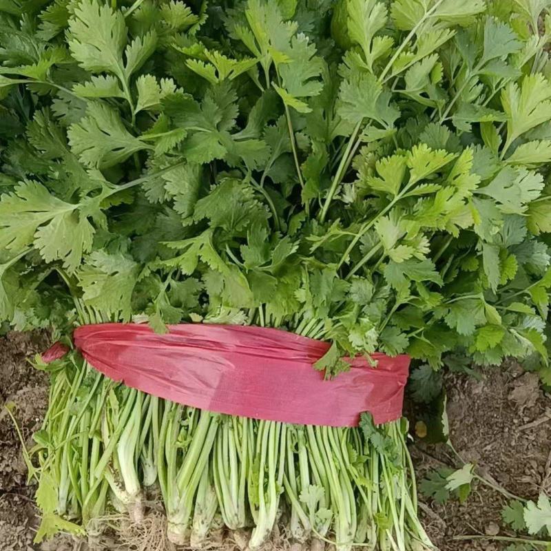精品香菜。