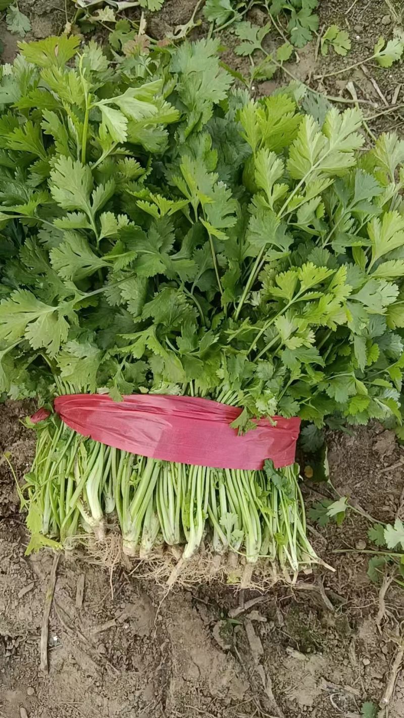 精品香菜。