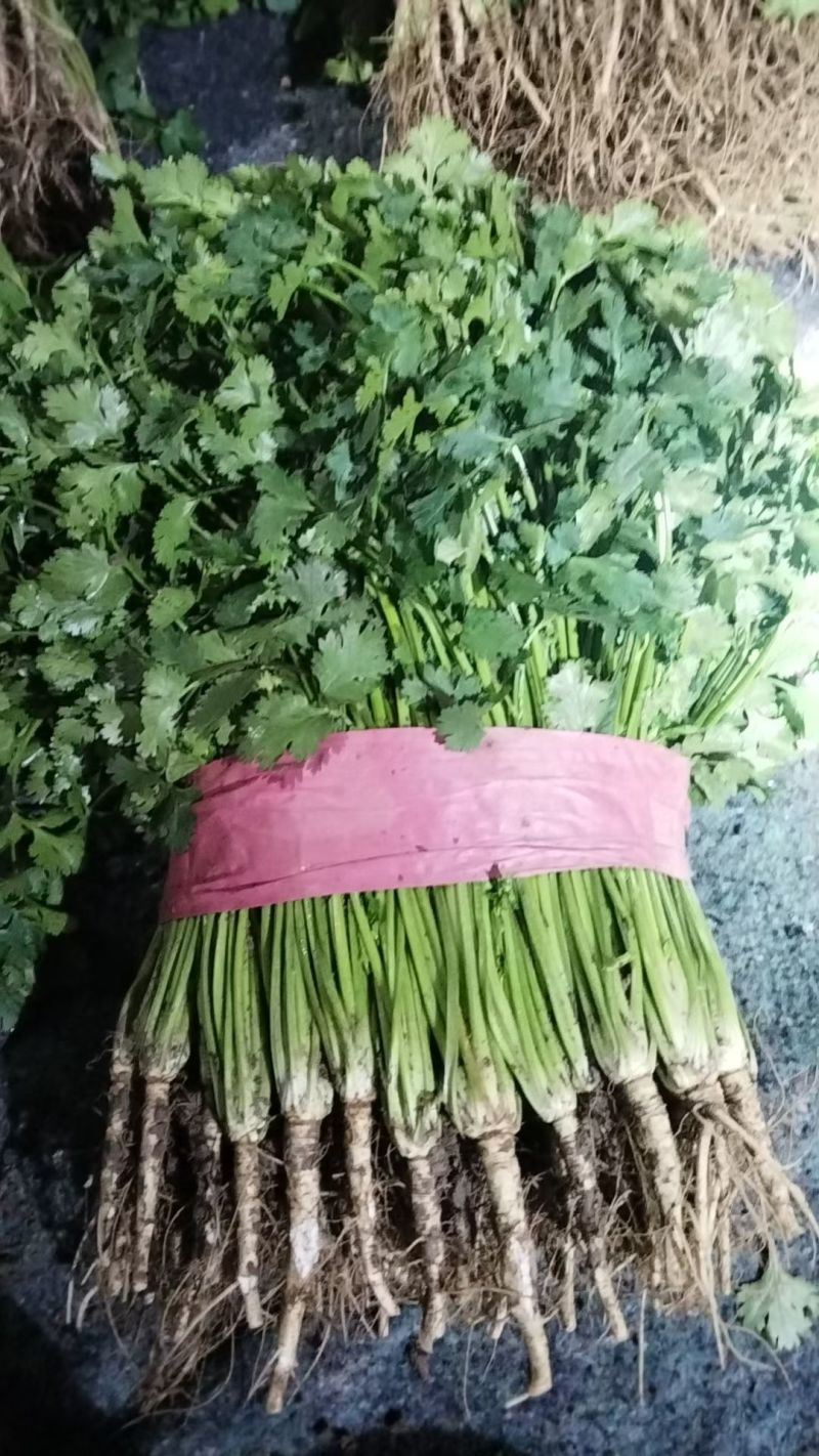 精品香菜。