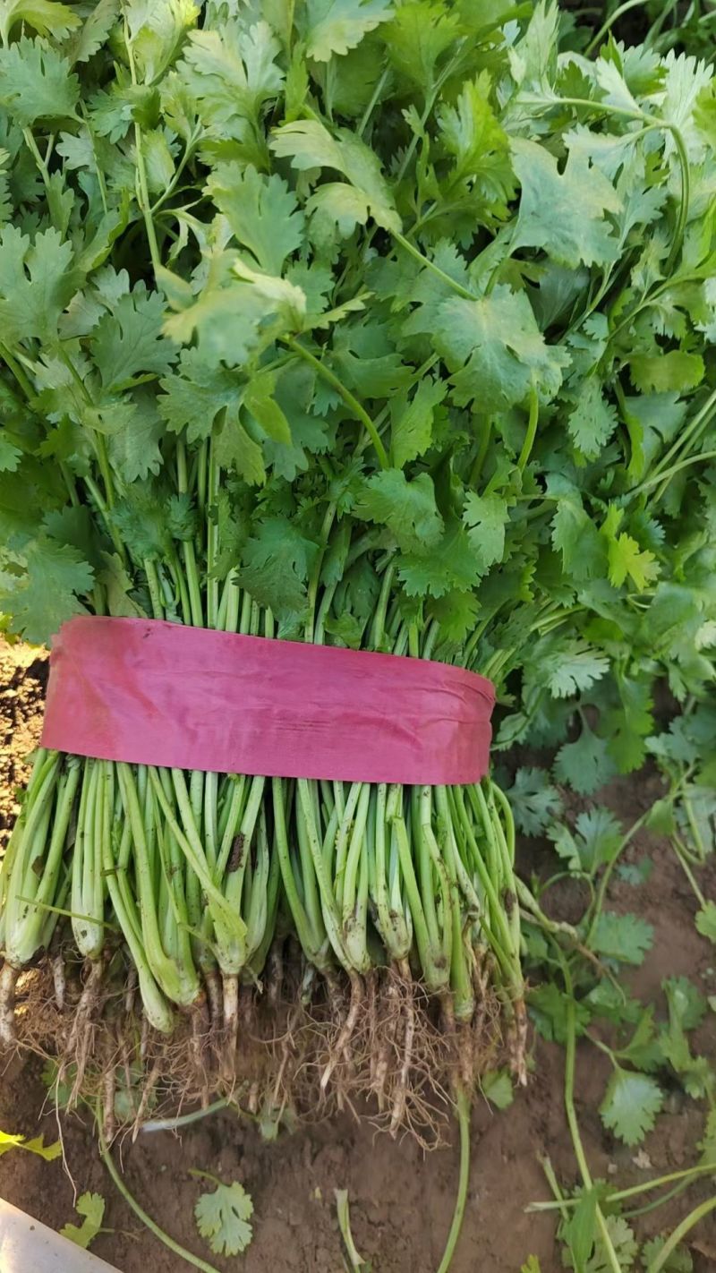 精品香菜。