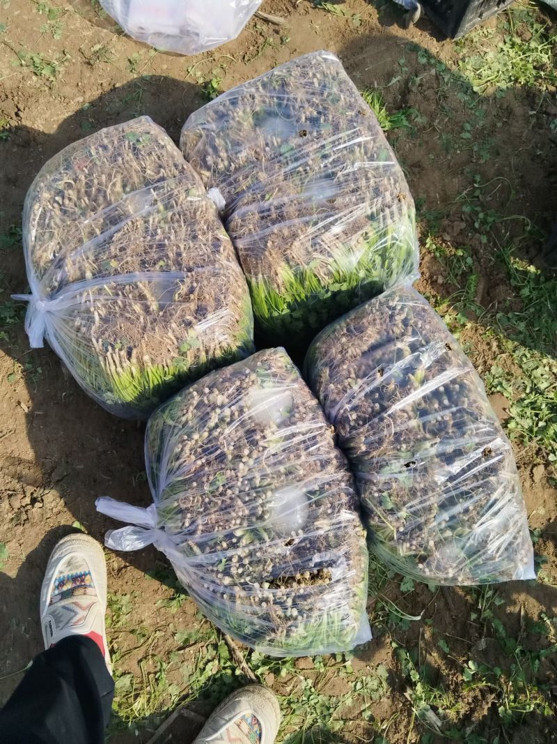 精品香菜。