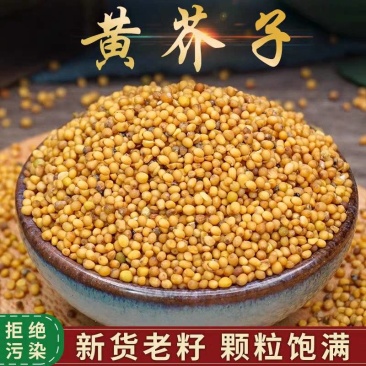 黄芥子中药材批发黄芥子干净无杂质一手货源