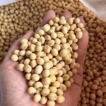 大黄豆粒水分百分之九无霉变无坏颗粒干货质量保证全国发货