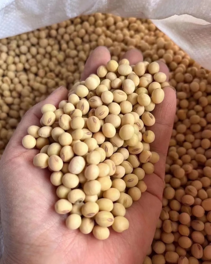 大黄豆粒水分百分之九无霉变无坏颗粒干货质量保证全国发货