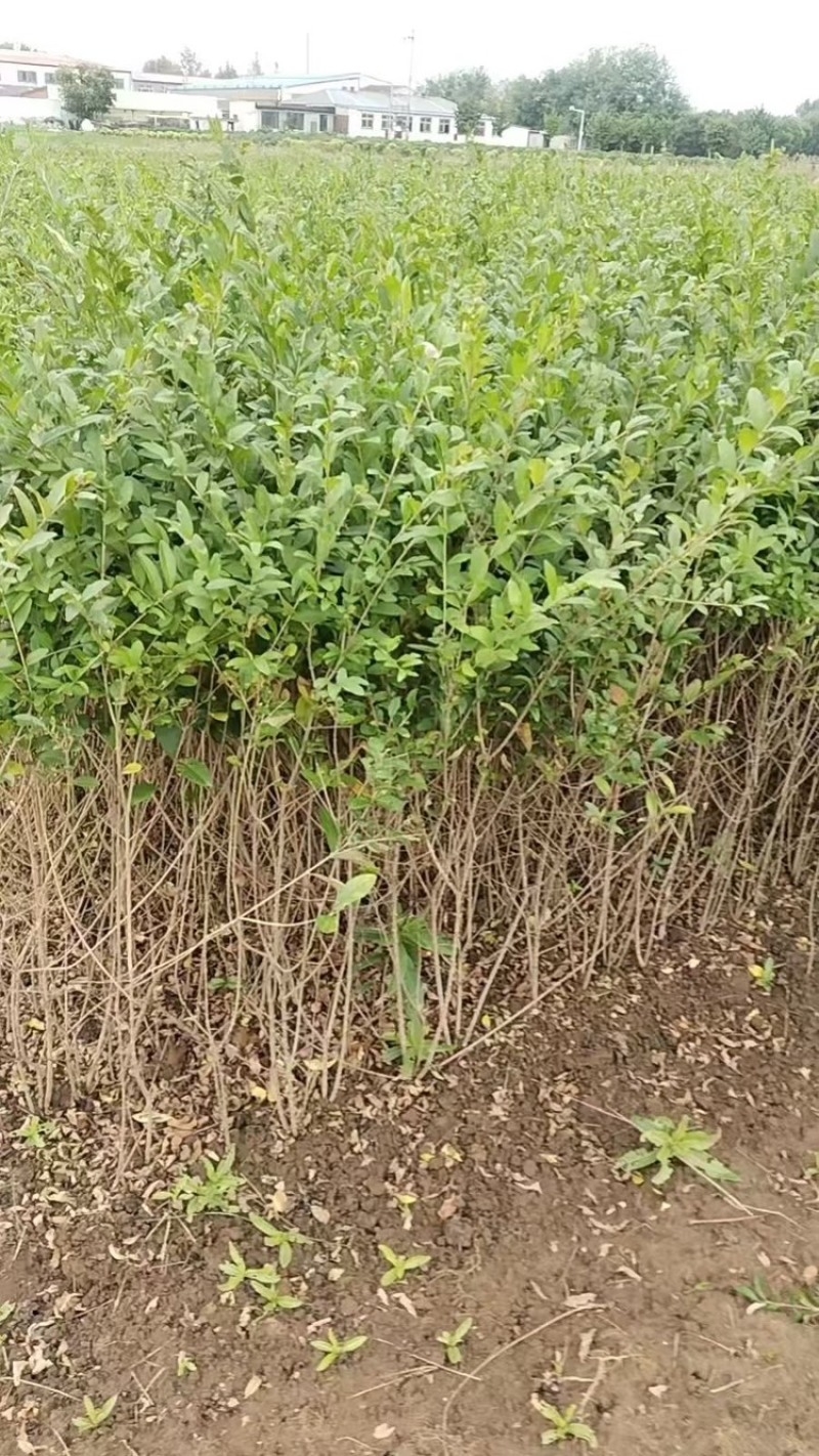 水蜡苗高度50直销。青叶水蜡苗。耐寒性强。成活