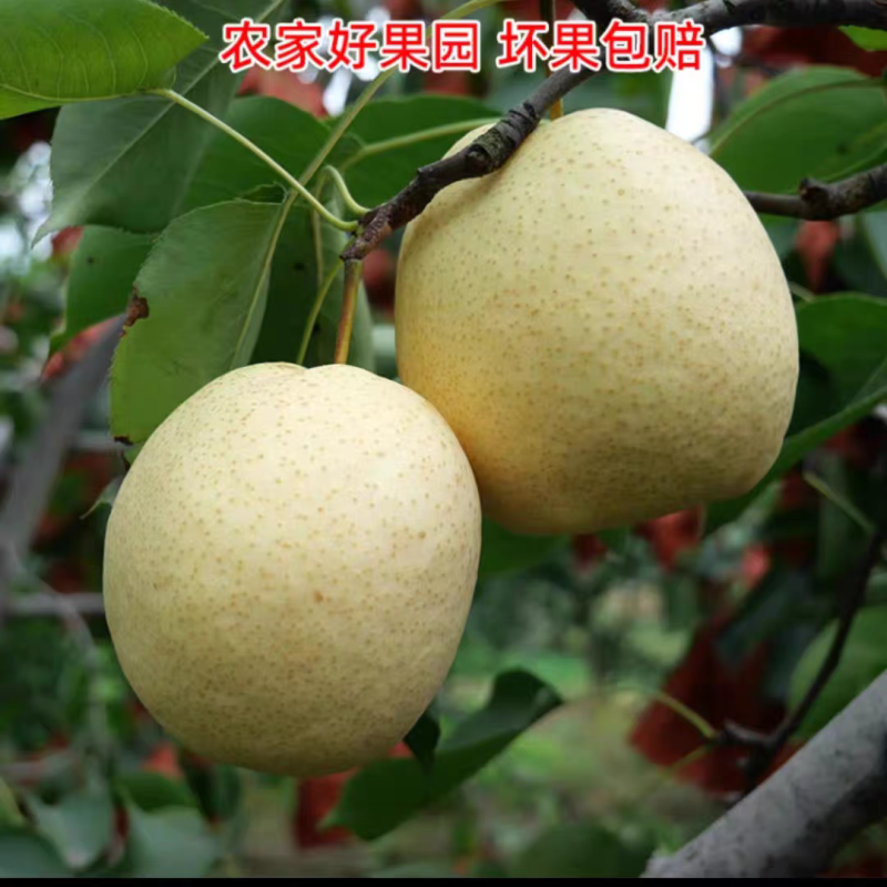 《陕西酥梨》蒲城酥梨/产地货源/保质保量/实力代办代发