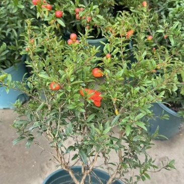 石榴盆栽