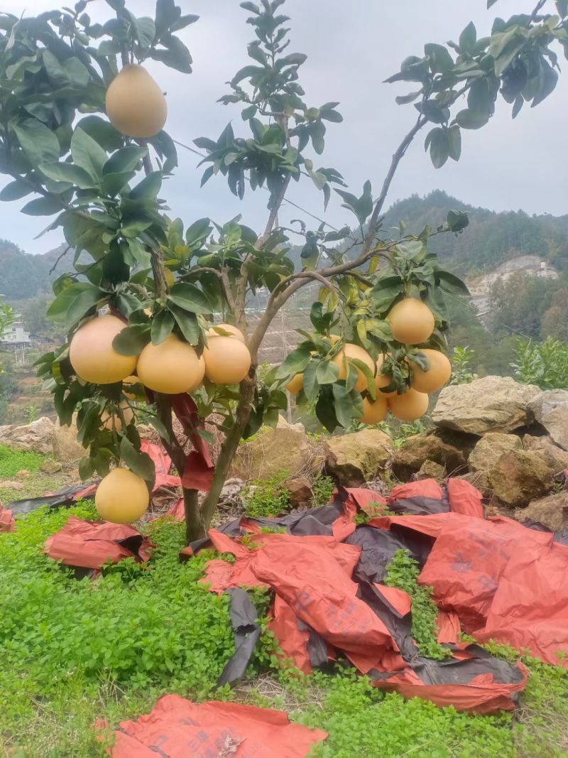 贵州高山三红柚，
