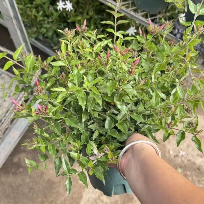 带香茉莉