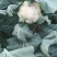 花菜