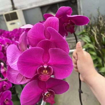 蝴蝶兰大辣椒