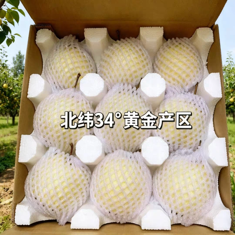 《陕西酥梨》蒲城酥梨/产地货源/保质保量/实力代办代发