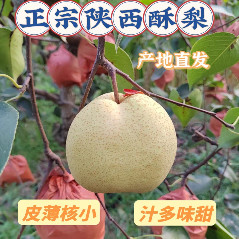 《陕西酥梨》蒲城酥梨/产地货源/保质保量/实力代办代发