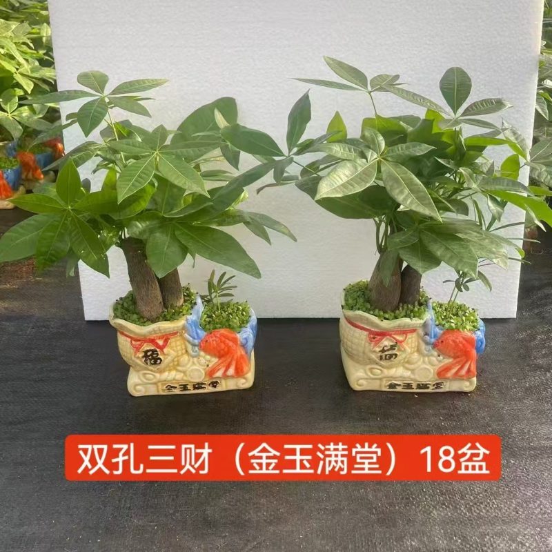 发财树