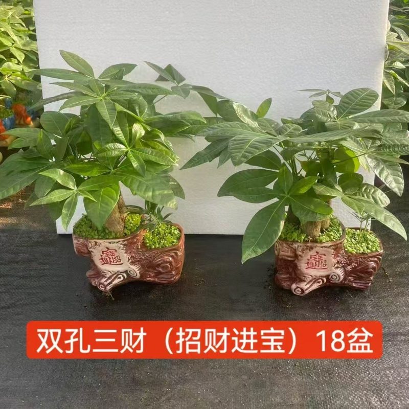 发财树