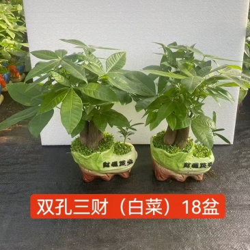 发财树