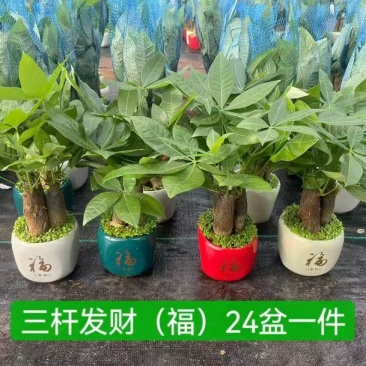 发财树