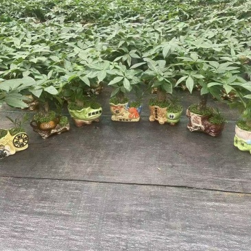 发财树