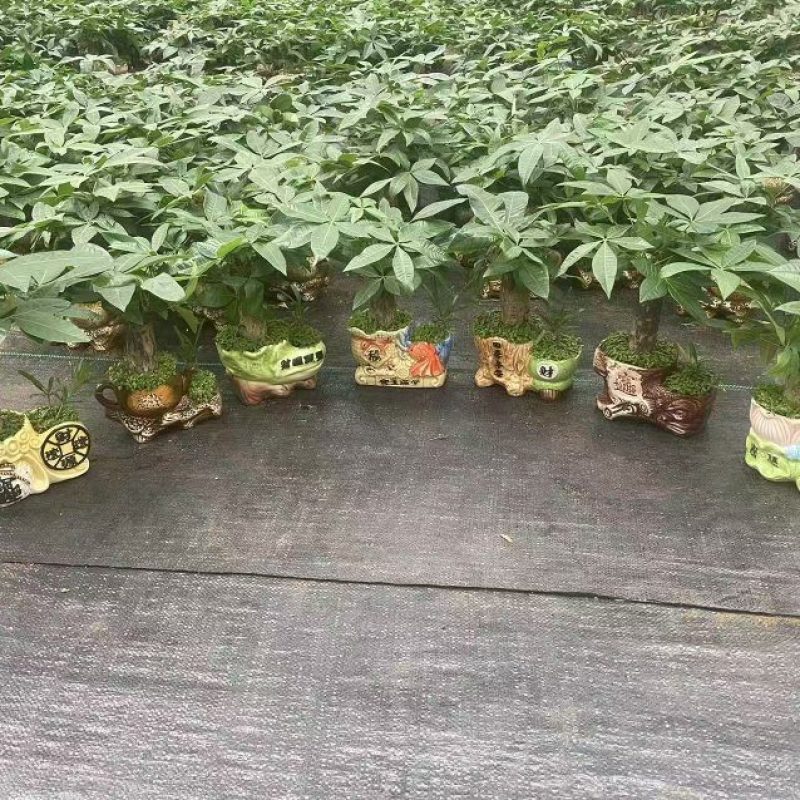 发财树