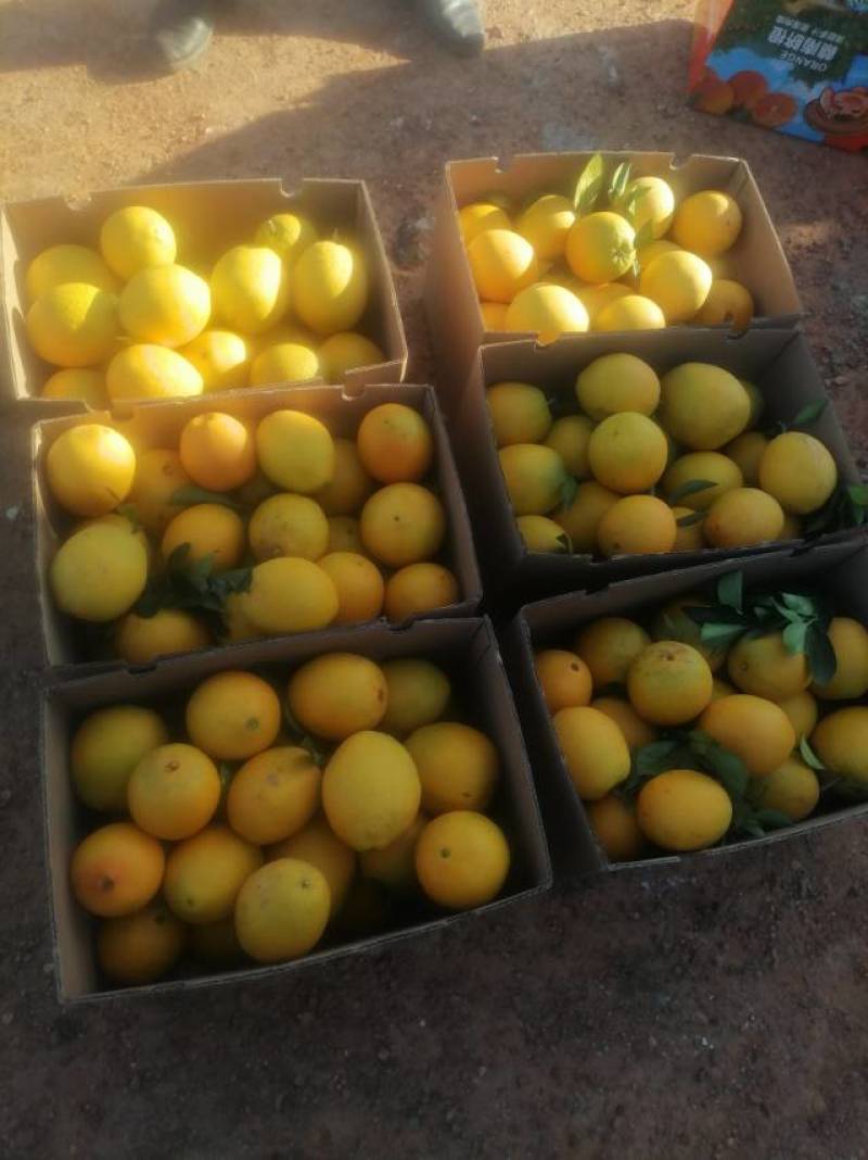 南充直供赣南脐橙，新鲜多汁甜美，健康水果**！