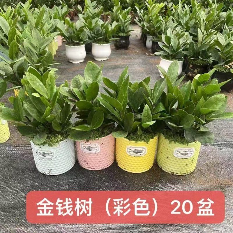金钱树