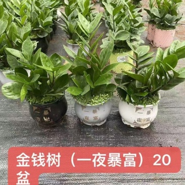 金钱树