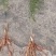 【牛商推荐】优良天冬苗货量充足可视频指导欢迎选购