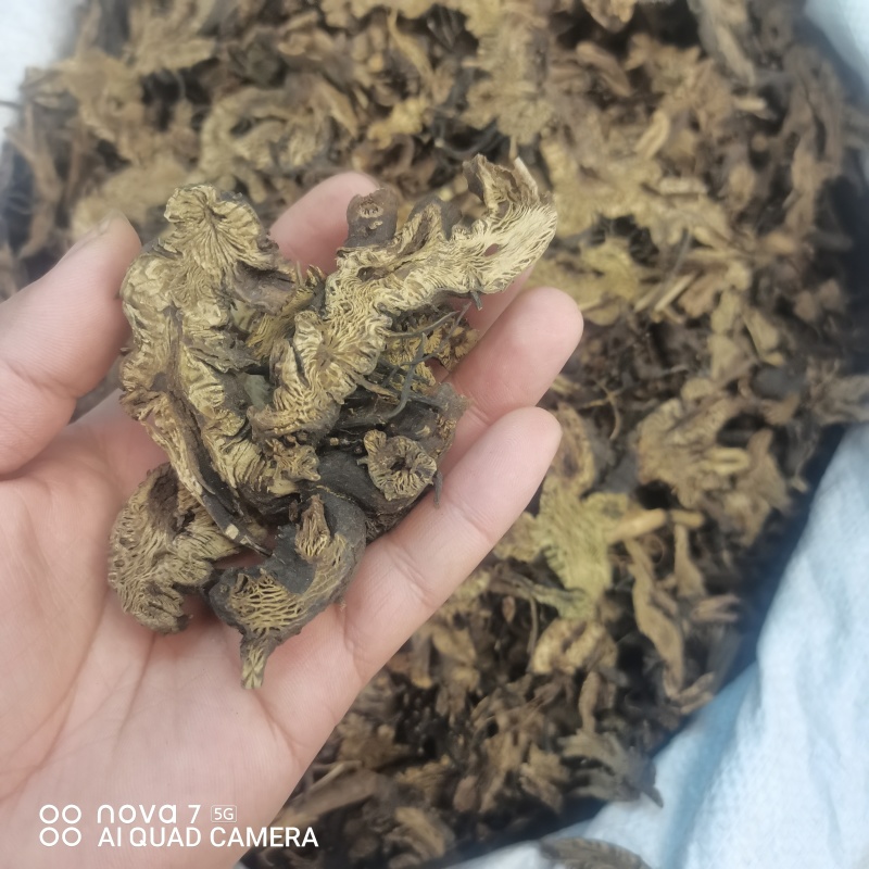 升麻道地中药材统货滚筒货规格齐全大货供应