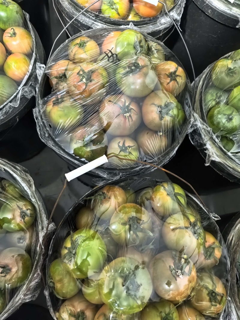草莓柿子西红柿大量上市，新鲜采摘货源充足，对接各市场