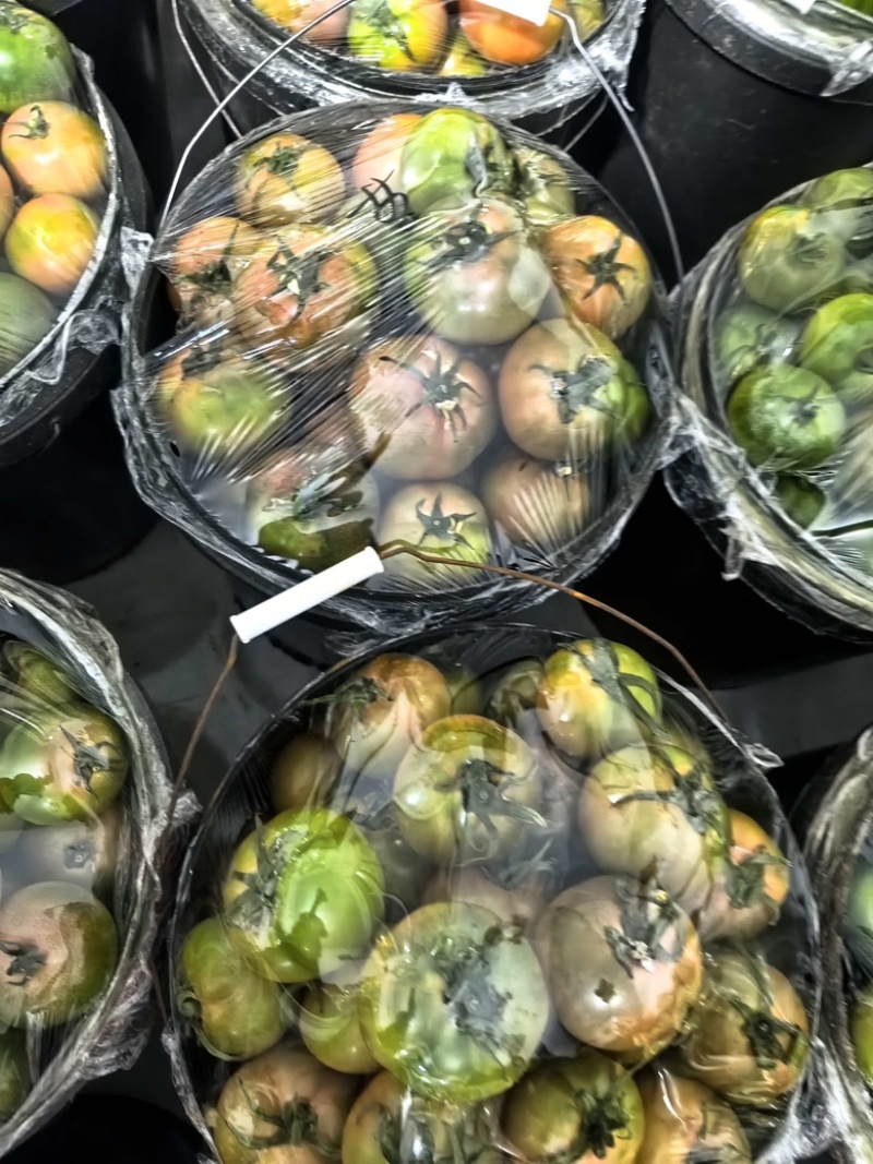 草莓柿子西红柿大量上市，新鲜采摘货源充足，对接各市场