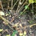 2年药用连翘苗山西大果连翘山地荒坡种植现挖现发