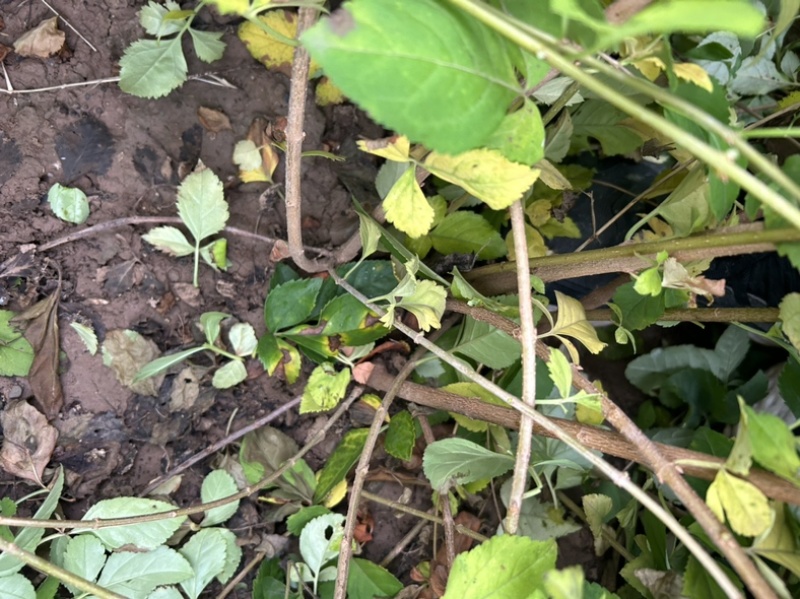 2年药用连翘苗山西大果连翘山地荒坡种植现挖现发