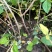 2年药用连翘苗山西大果连翘山地荒坡种植现挖现发