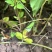 2年药用连翘苗山西大果连翘山地荒坡种植现挖现发