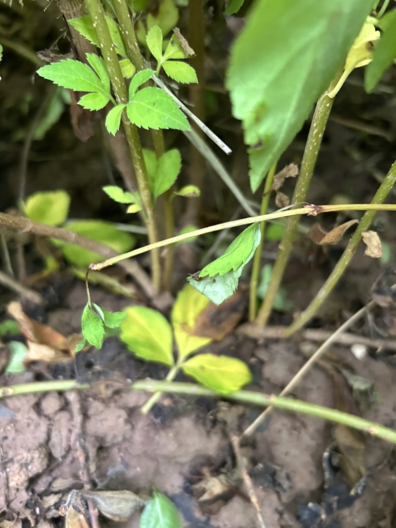 2年药用连翘苗山西大果连翘山地荒坡种植现挖现发