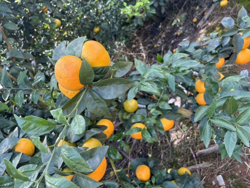 广西沃柑大量供应新鲜采摘，对接各大市场商超，一手货源