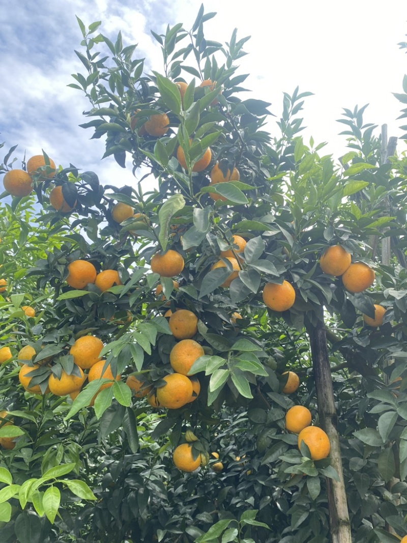 广西沃柑大量供应新鲜采摘，对接各大市场商超，一手货源