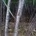 贺州公会自种甘蔗
