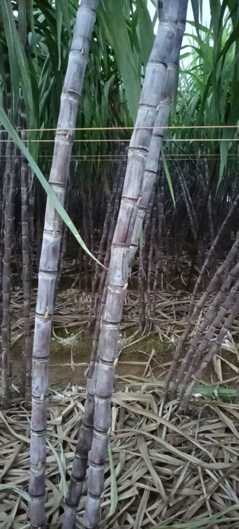 贺州公会自种甘蔗