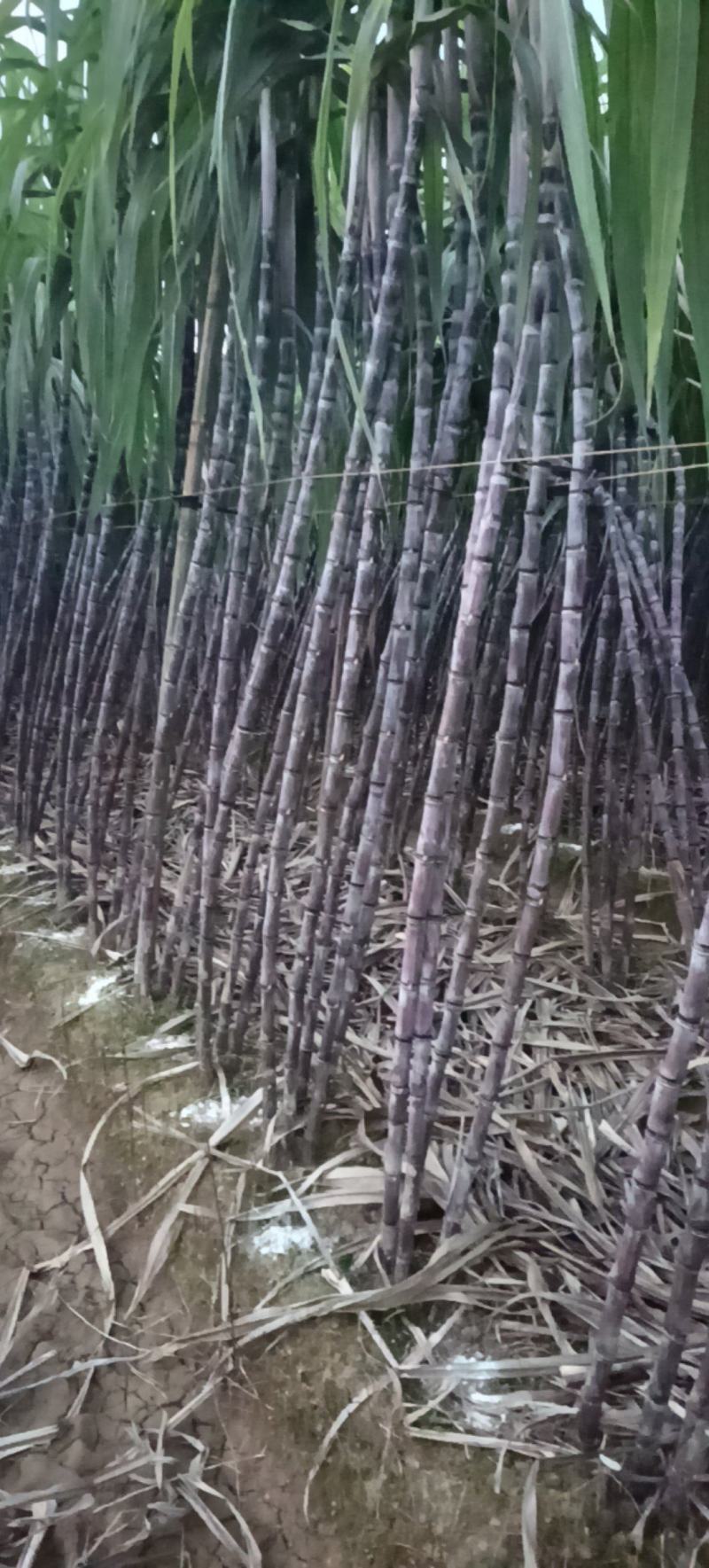 贺州公会自种甘蔗