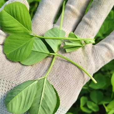 精品草头别名金花菜，产地一手货源，品质保证，量大从优