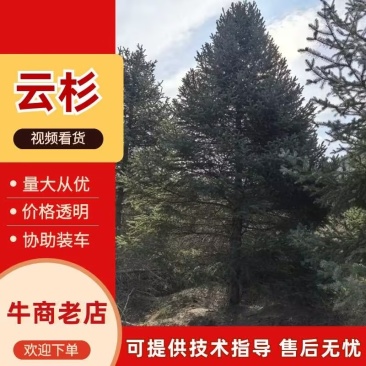 延安精品云杉3米-11米各种规格，品质保证，欢迎电联！